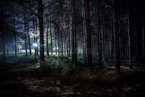 Magical Lights Sparkling In Mysterious Pine Forest At Night Stock Photo