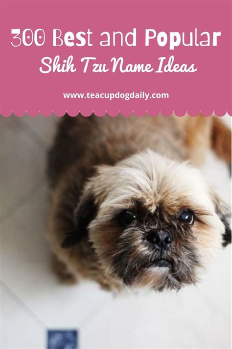 300 Best And Popular Shih Tzu Name Ideas Puppy Girl Names Best Dog