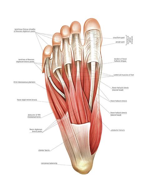 Interosseous Muscles Of The Foot Photograph By Asklepios Medical Atlas