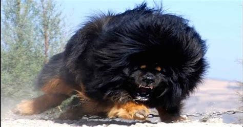 Top 10 Worlds Most Expensive Dog Breeds For 2016 - The Dog ...