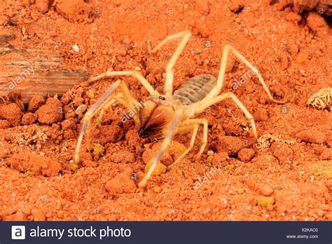 I think my favorite is the one about how camel spiders. Solifugae High Resolution Stock Photography and Images - Alamy