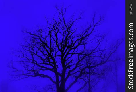 Tree Silhouette Blue Free Stock Images And Photos 600058
