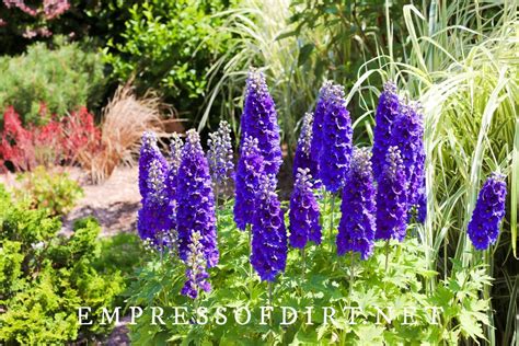 The Complete Guide To Growing Delphiniums In Your Garden