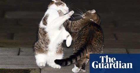 The Downing Street Catfight Is There More To It Than Meets The Eye