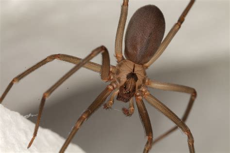 Brown Recluse Vs Wolf Spider
