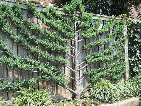 Image Result For Espalier Fig Tree Espalier Fruit Trees Pruning