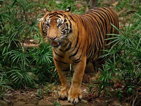 Harimau Sumatra Segala Hal