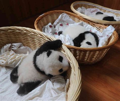 Newborn Pandas Meet Public Baby Panda Panda Kittens And Puppies