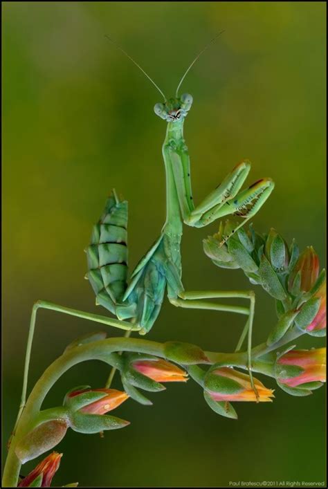 Beautiful But Lethal Praying Mantis Beautiful Bugs Bugs And Insects