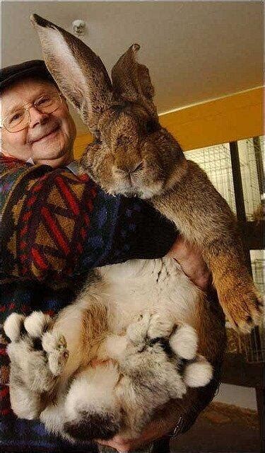 Biggest Bunny In The World