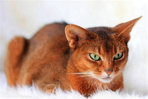 According to the national toxicology program, cinnamaldehyde is used in foods, beverages, medical products, perfumes, cosmetics, soaps, detergents, creams, and lotions. Abyssinian cat, cinnamon, was first feline to have her ...