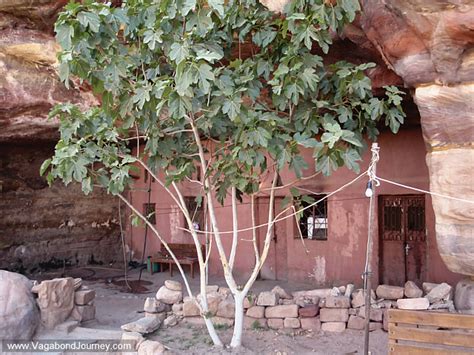 Cave Homes In Petra Jordan Ancient City