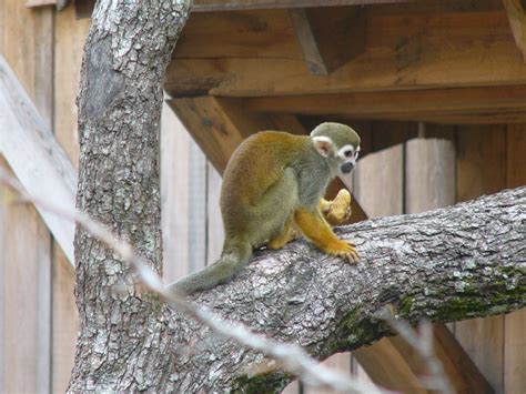 The Online Zoo Common Squirrel Monkey