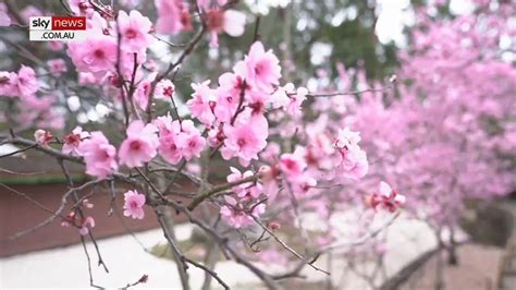 Sydney Cherry Blossom Festival Begins Youtube