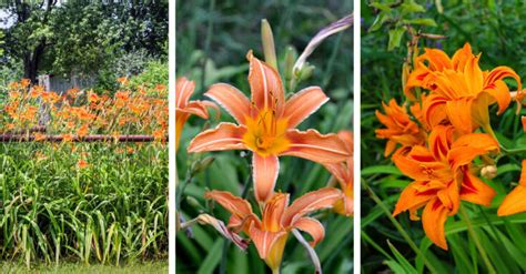 Orange Daylily Care How To Plant Grow And Help Them Thrive