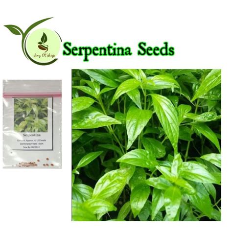 Serpentina Or King Of Bitter Seeds Herbal Plants Shopee Philippines