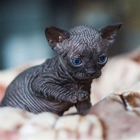 Friday Here I Come Thanks To ComeThanks Friday DevonRex Sphynx Cat Gorgeous Cats