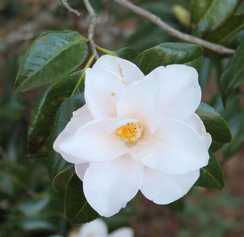 Camellia Japonica ‘magnoliaeflora A Worthwhile Choice Gardening In