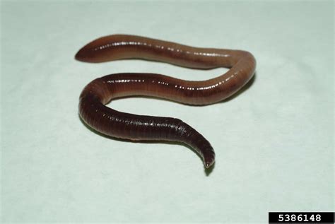 Common Earthworm Lumbricus Terrestris