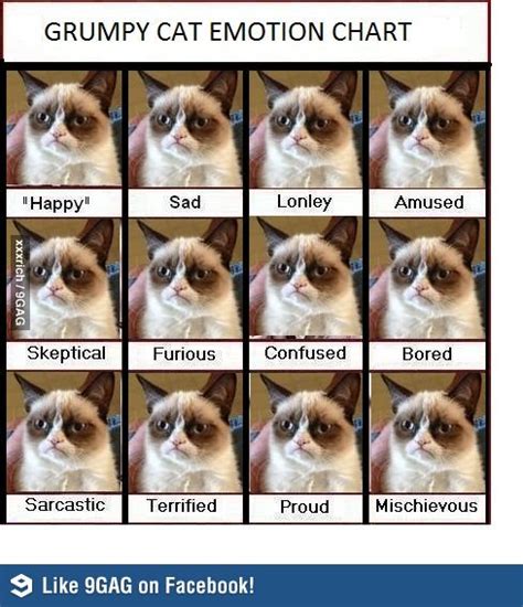 Emotions: Y U SO???? (With images) | Grumpy cat, Calico cat facts, Cats