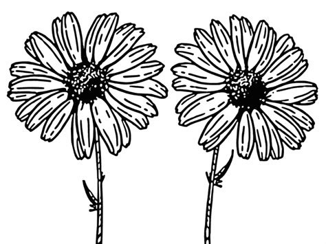 Daisy coloring page - Coloring Pages 4 U