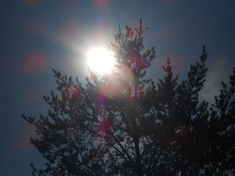 Winter sun behind pine tree taken in America taken by 