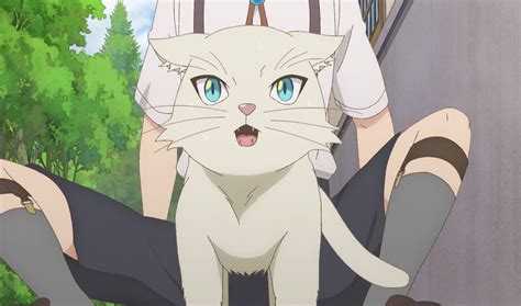 today s anime cat of the day is the little white anime cat of the day 🐾 in 2022 cat day