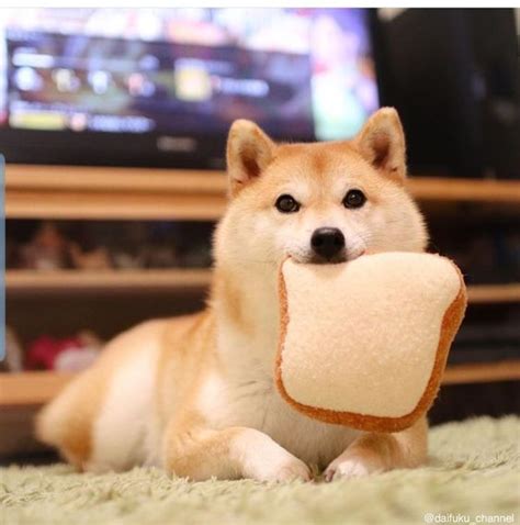 Never feed your dog bread with toxic ingredients, like. Can Dogs Eat Bread? Is Bread Safe For Dogs | Cute baby ...