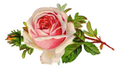 Free Vintage Rose Clip Art Free Pretty Things For You