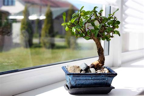 How Long Does It Take For Bonsai Tree To Grow Find Out Here