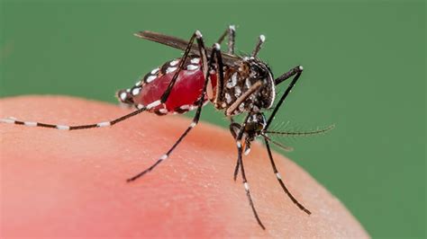 Texas Health Officials Report Sexually Transmitted Case Of Zika Virus Everyday Health