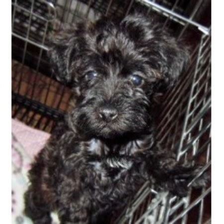 They are proud, alert and athletic, with endurance and speed. Barmor's Puppies, Schnoodle Breeder in Greenville, South ...