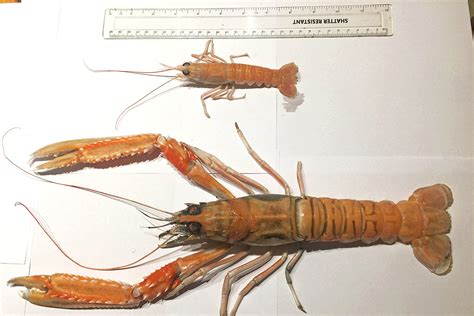 Giant Prawn Caught Off The Northwest Coast Fishing News