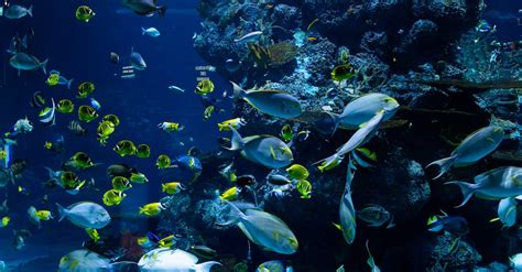 School Of Fish In Water · Free Stock Photo