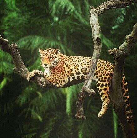 With over 80 inches of rain. Jaguar in the Amazon Rainforest, Brazil. | Animais bonitos, Animais