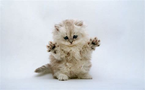 Cute Kitten Wallpaper - Kittens Wallpaper (16094684) - Fanpop