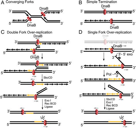 replication fork convergence at termination a multistep process pnas