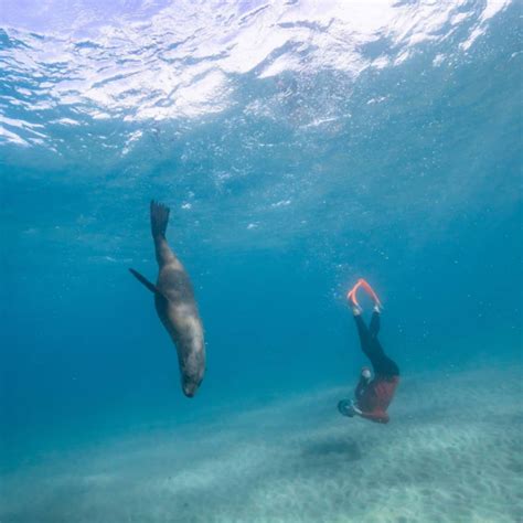 Seal Swim Sea All Dolphin Swims