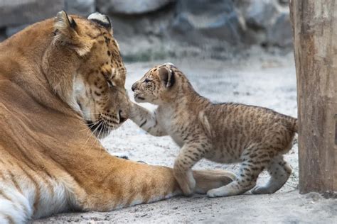 Hybrid Big Cats [ligers Tigons And More With Photos And Videos ] Our Planet