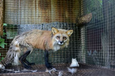 7 Animal Cruelty Facts In Canada You Should Know About 2022