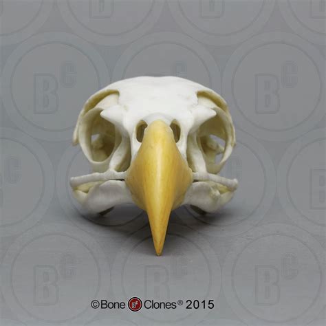 Eagle Skull Bald Eagle Cast Replica Haliaeetus Leucocephalus Bc 0