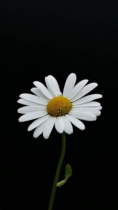 Portrait White Flower Minimal Daisy 720x1280 Wallpaper Daisy