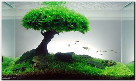 Rocks and driftwoods, that make up the backbone of your aquascape. aquascapes: Beginning Aquascape