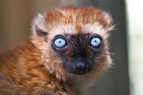 Fechas y requisitos para inscribirte en méxico. Lémur aux yeux turquoise | Zoo de la Palmyre