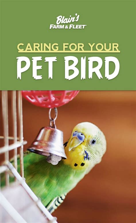 Caring For Your Pet Bird Blains Farm And Fleet Blog Pet Bird Bird