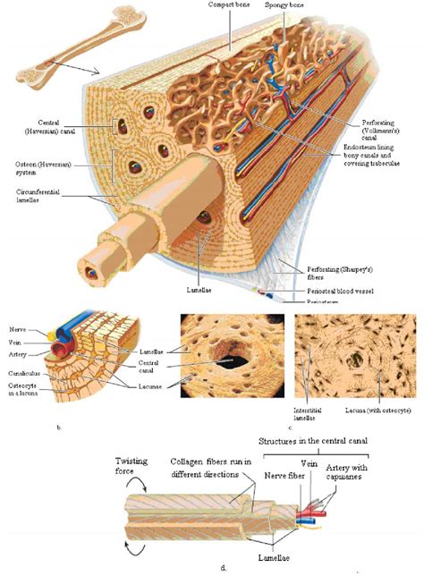 Figure 1 From Systemic Approaches To The Microscopic Structure The Bone