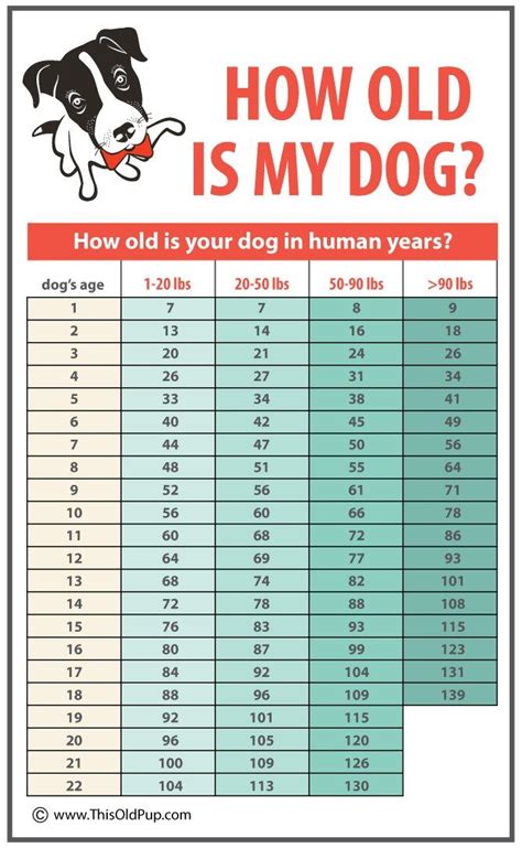 Small Dog Aging Chart