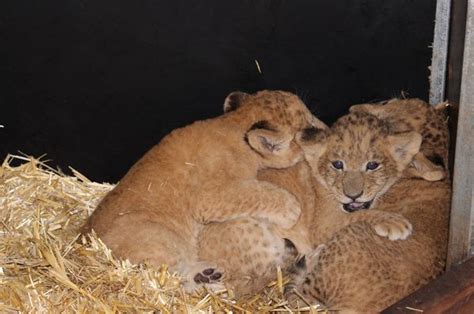 First Vet Visit For Tarongas Lion Cub Trio Zooborns
