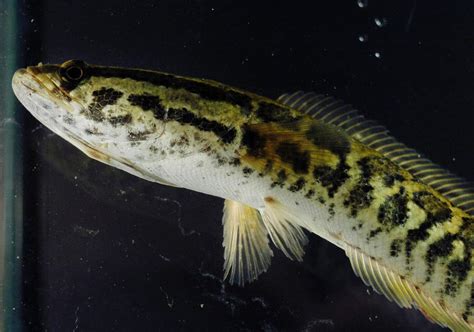 Invasive Snakehead Fish That Can Survive On Land For Four Days