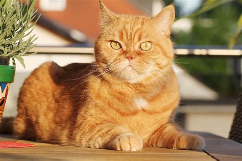 World Top 10 Orange Cat Breeds Ever